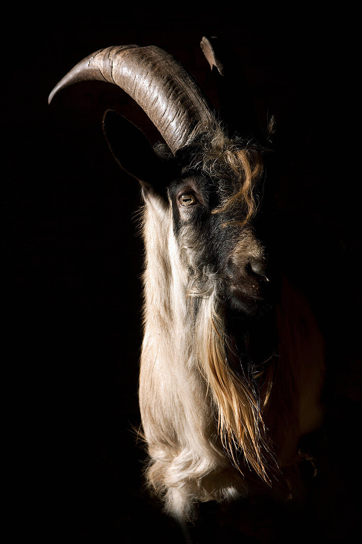 Portrait bearded goat on black background