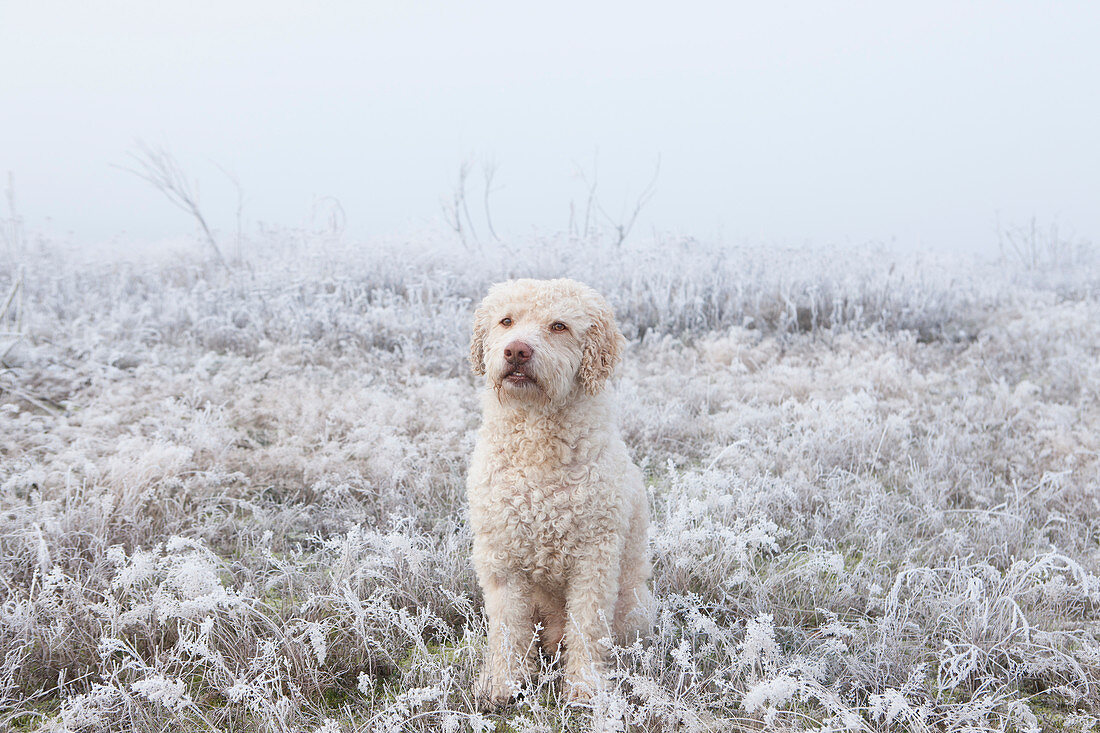 Portrait labradoodle in snowy field