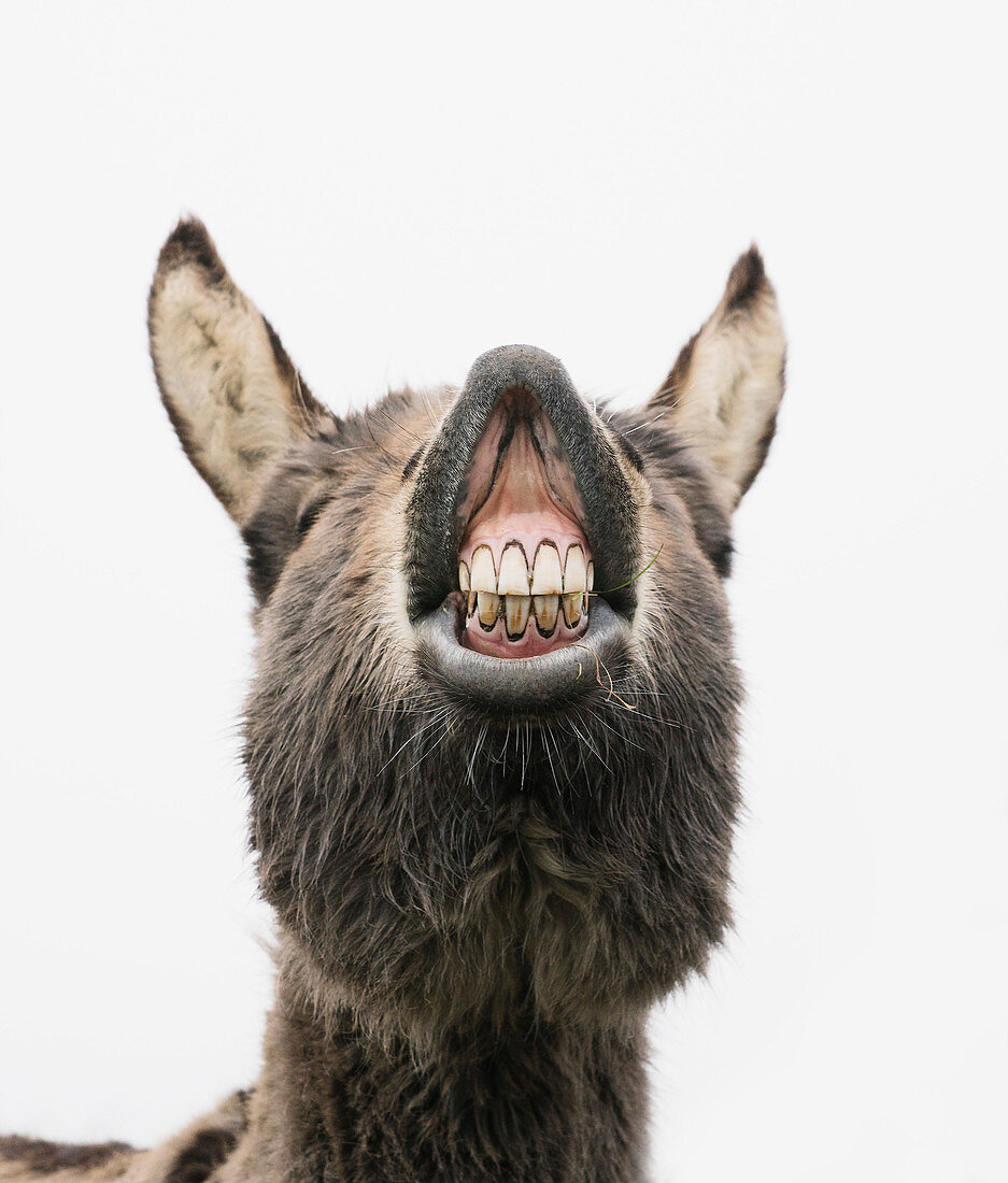 Verspielter Esel zeigt seine Zähnen