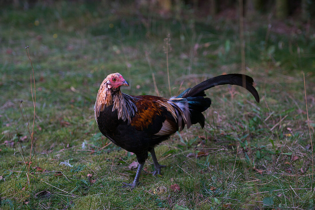 Rooster walking in grass