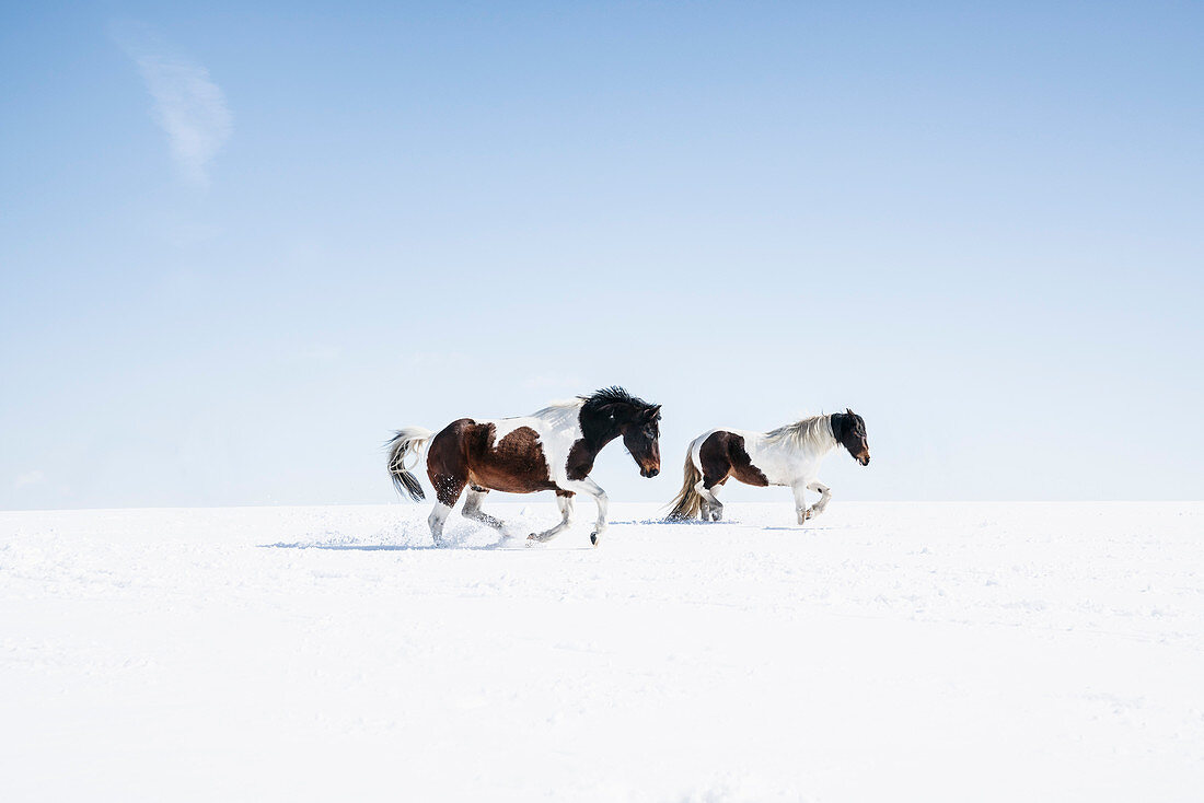 Brown and white horses running in sunny, snowy field