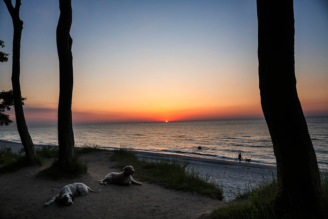 Hunde beim Sonnenuntergang am Strand, Wiendorf, Mecklenburg-Vorpommern, Deutschland