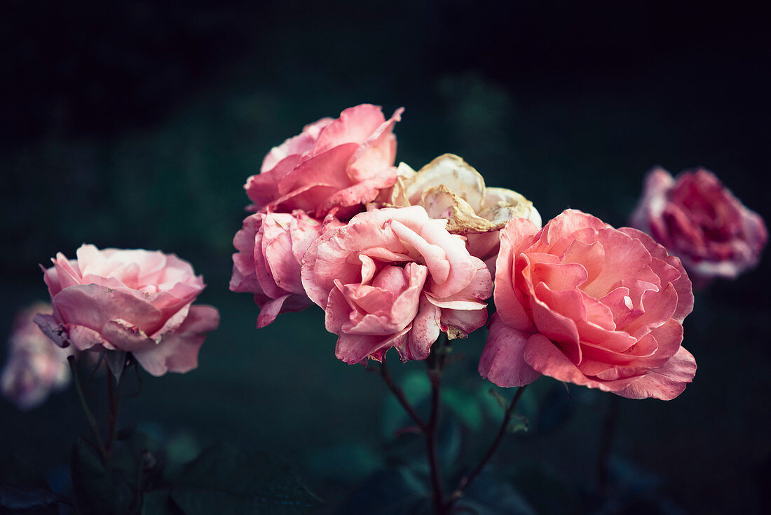 Rosa Rosen im Garten
