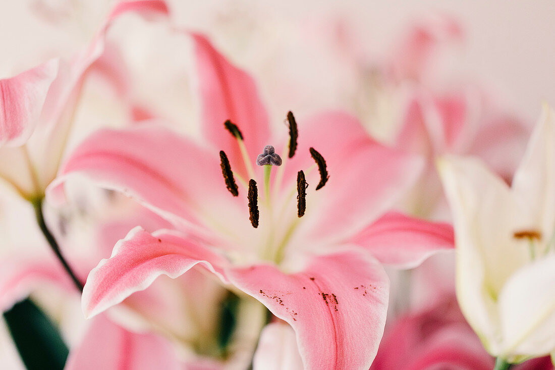 Close up pink lilies