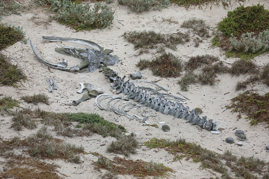 Animal skeleton in sand