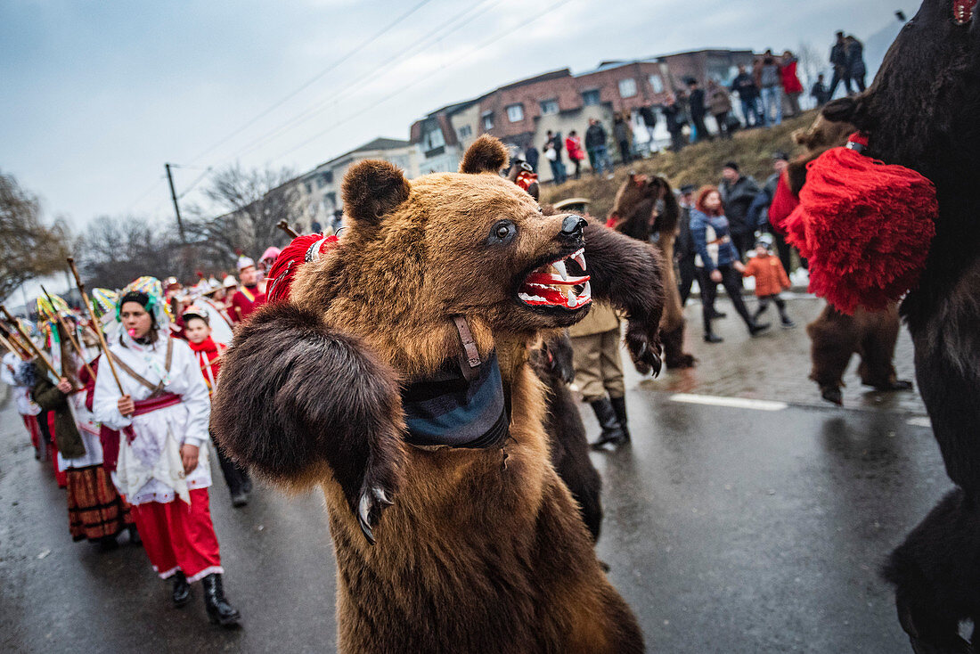 Bärentanzfestival zum neuen Neujahr, Comanesti, Moldau, Rumänien, Europa