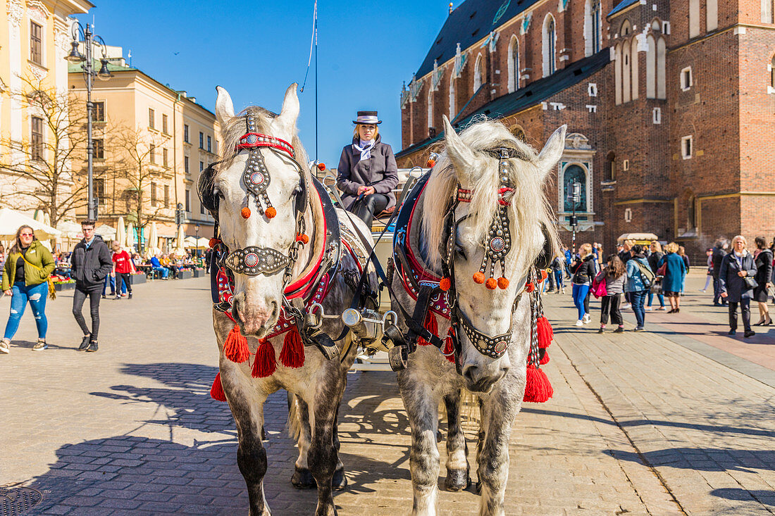 Pferdekutsche auf dem Hauptplatz, Rynek Glowny, in der mittelalterlichen Stadt, UNESCO-Weltstandort, in Krakau, Polen, Europa