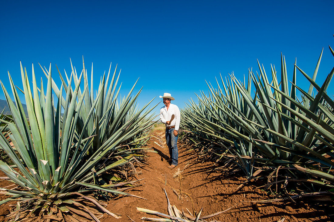 Harvesting agave for tequila, Tequila, UNESCO World Heritage Site, Jalisco, Mexico, North America