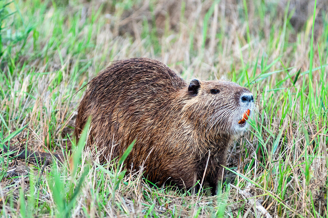 Coypu (Nutria) (Myocastor Coypus), Grosseto, Toskana, Italien, Europa