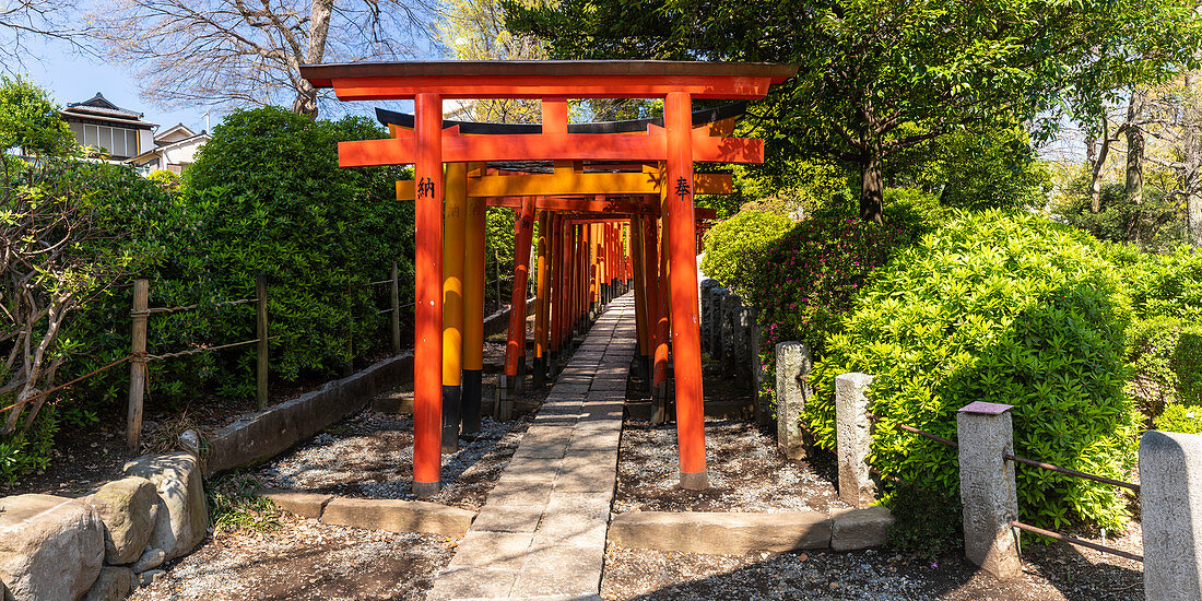 Torii-Tore bei Nezu Shrine in Bunkyo-Bezirk, Tokyo, Japan, Asien