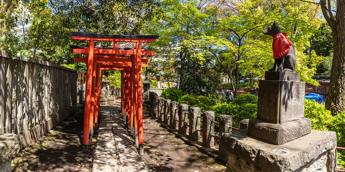 Torii gates at Nezu Shrine in Bunkyo ward, Tokyo, Japan, Asia