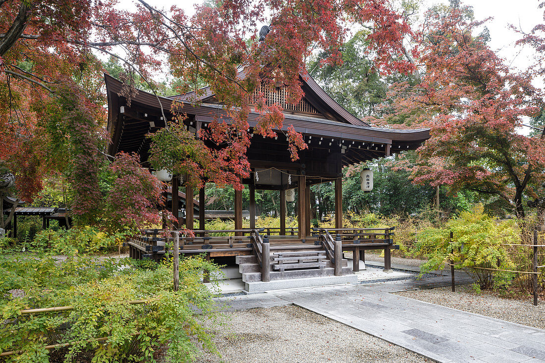 Herbstfarbe im Nashinoki-Jinja-Schrein in Kyoto, Japan, Asien