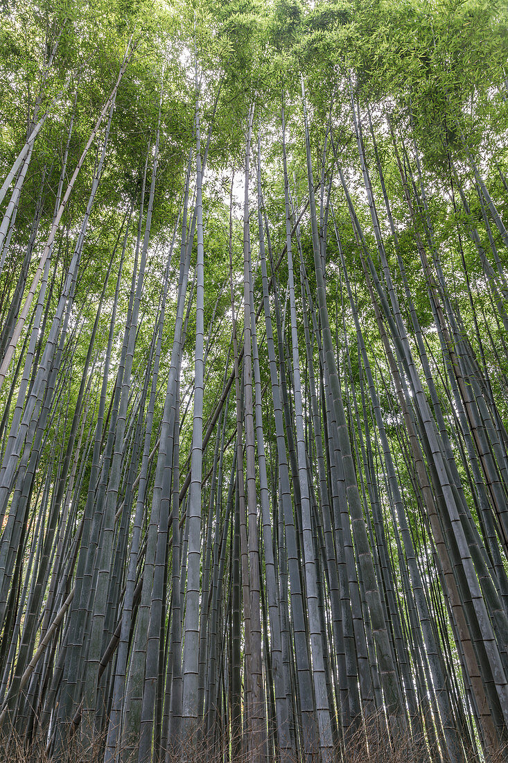 The Arashiyama Bamboo Grove in Kyoto, Japan, Asia