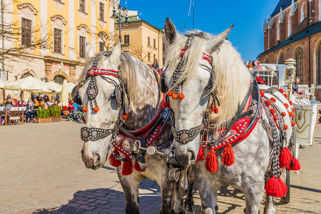 Pferdekutsche im Hauptplatz, Rynek Glowny, in der mittelalterlichen Altstadt, UNESCO-Welterbestätte, Krakau, Polen, Europa