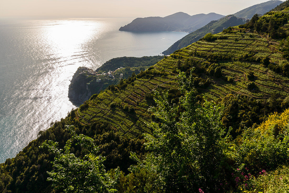 Weinberge an der Küste von Cinque Terre, Italien