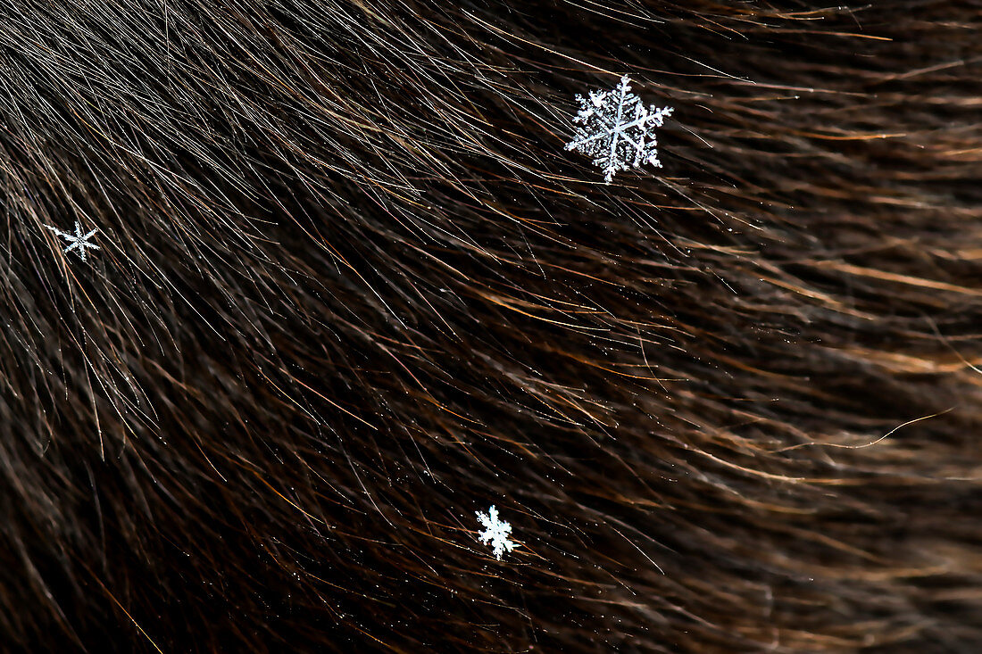 Perfectly shaped snowflake lands on the brown coat of a Labrador dog. Chäserrugg, Churfirsten, Switzerland