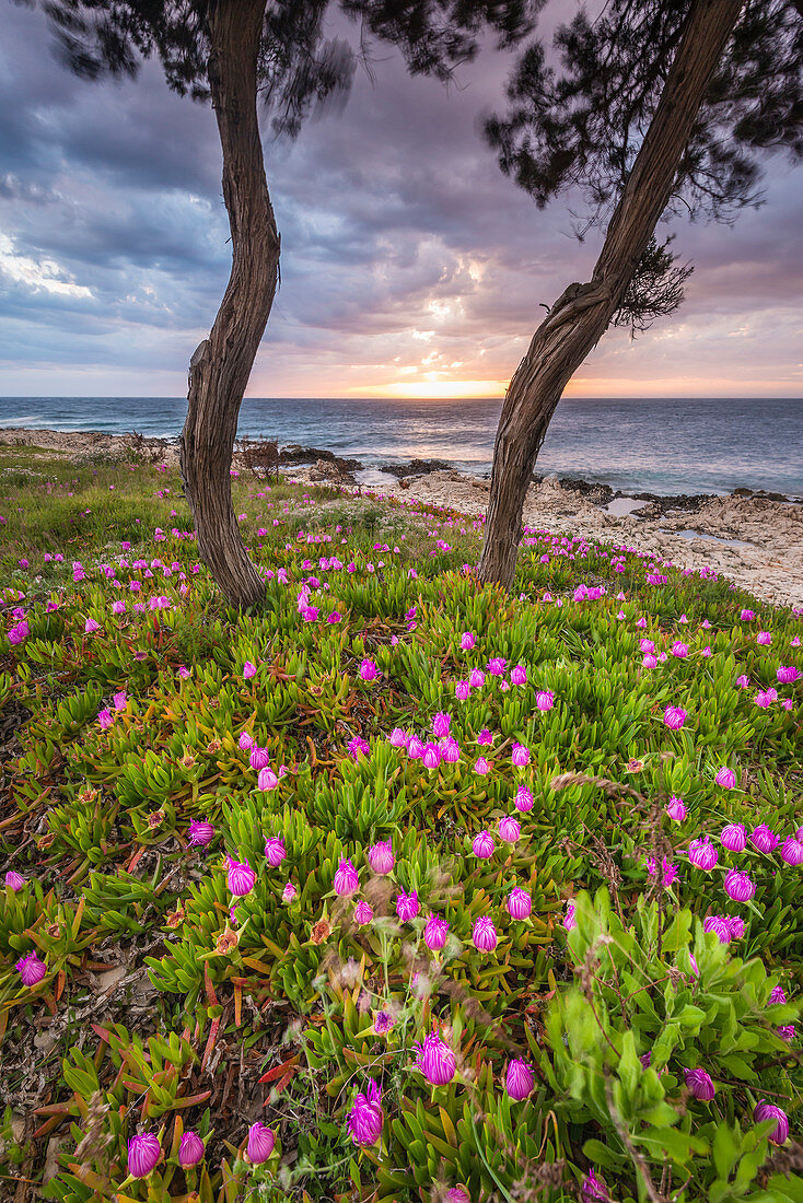 Blumen an der Küste von Dugi Otok, Kroatien