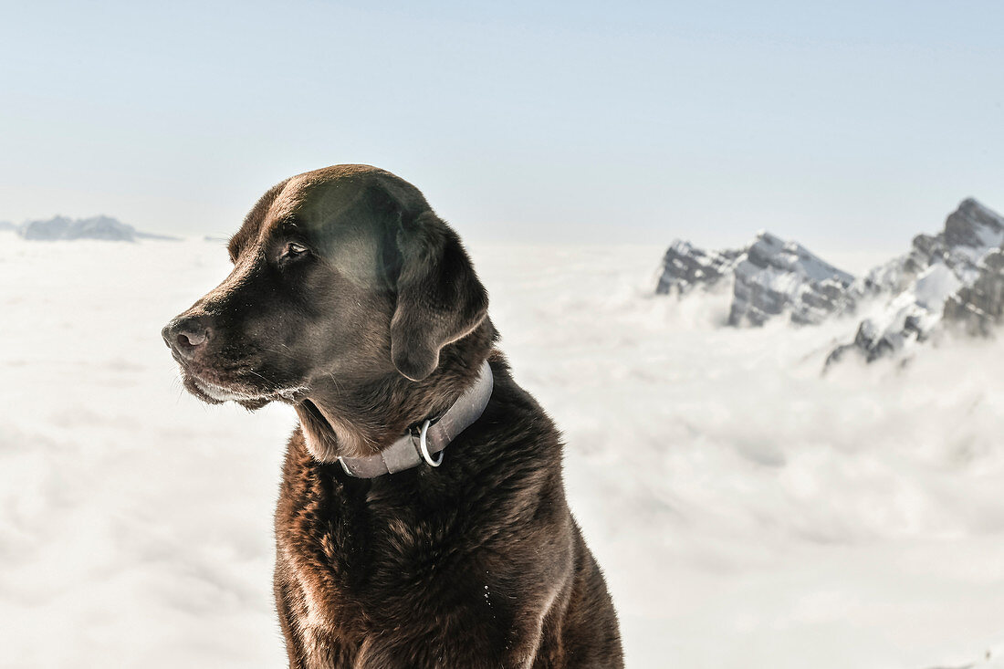 Brown Labrador dog stands in the mountains in front of the snow-covered mountain peaks of the Churfirsten, covered in fog. Switzerland