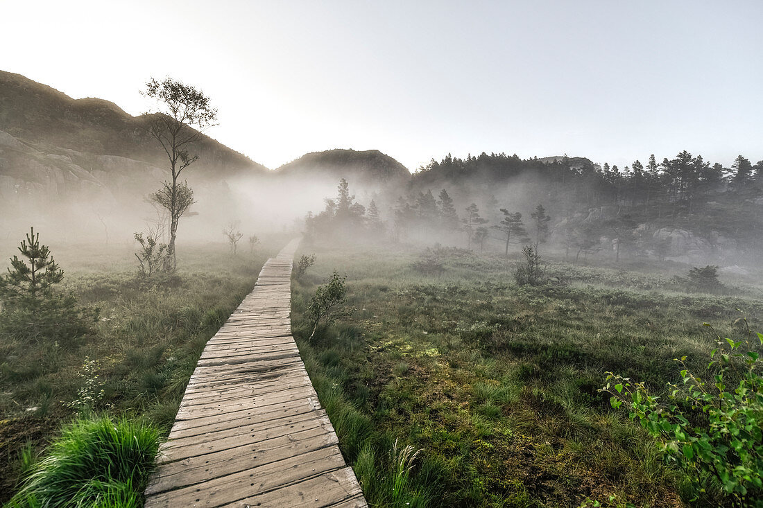 Wooden walkway leads across the moor through a small forest that still fogs in the morning. Lysefjord. Pulpit Rock. Norway