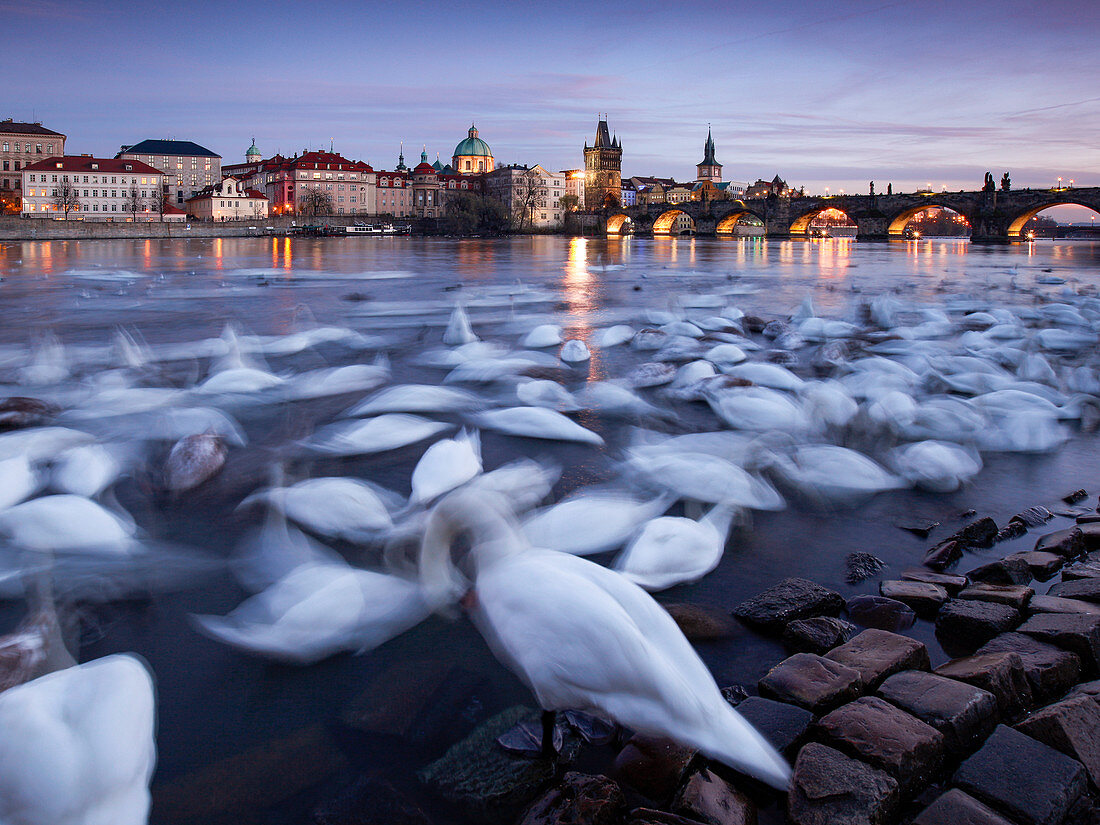 Swans in front of Charles Bridge, Prague, Czech Republic