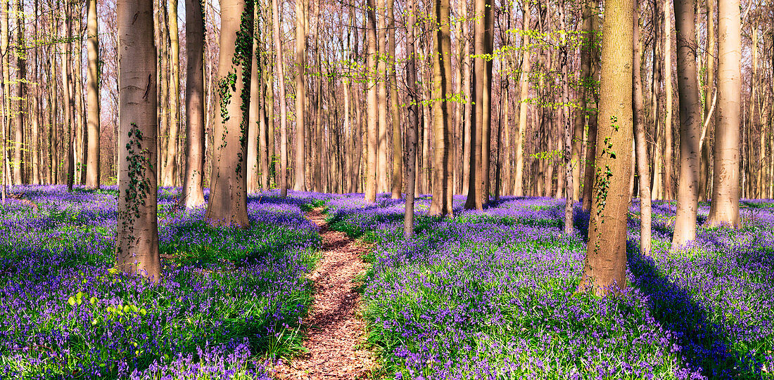 Weg durch Bluebell-Blumen und Buchenwald, Hallerbos-Wald, Belgien