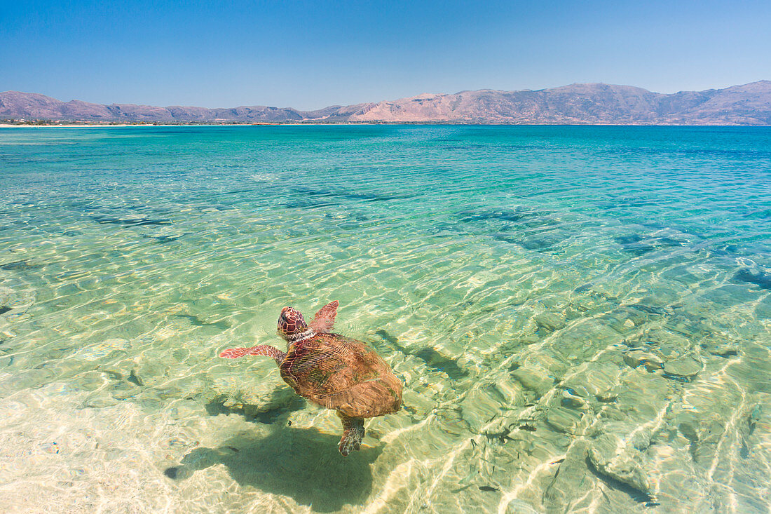Caretta Caretta-Schildkröte im Kristallwasser nahe Elafonissos-Küsten, Elafonissos, Laconia-Region, Peloponnes, Griechenland, Europa