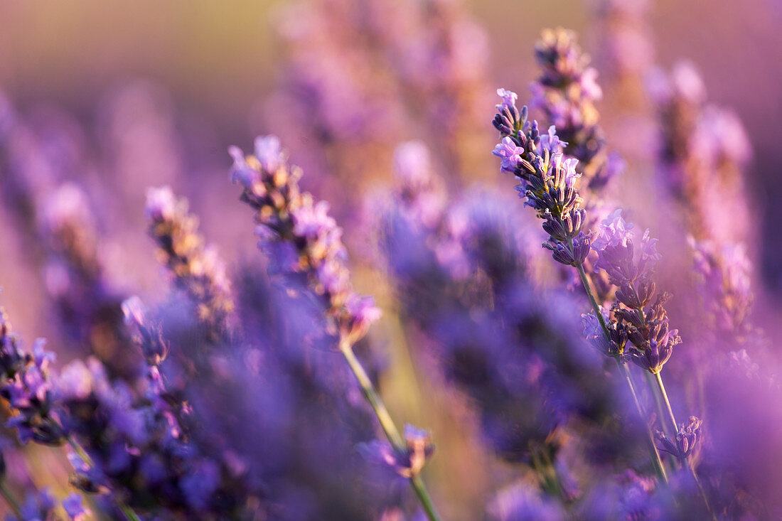 Detail der Lavendelblume, Valensole-Hochebene, Provence, Südfrankreich, Frankreich, Europa