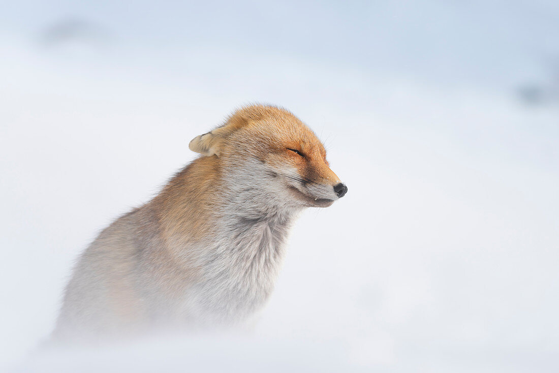 Fox in the strong wind, Valle dell Orco, Gran Paradiso National Park, Piedmont, Italian alps, Italy