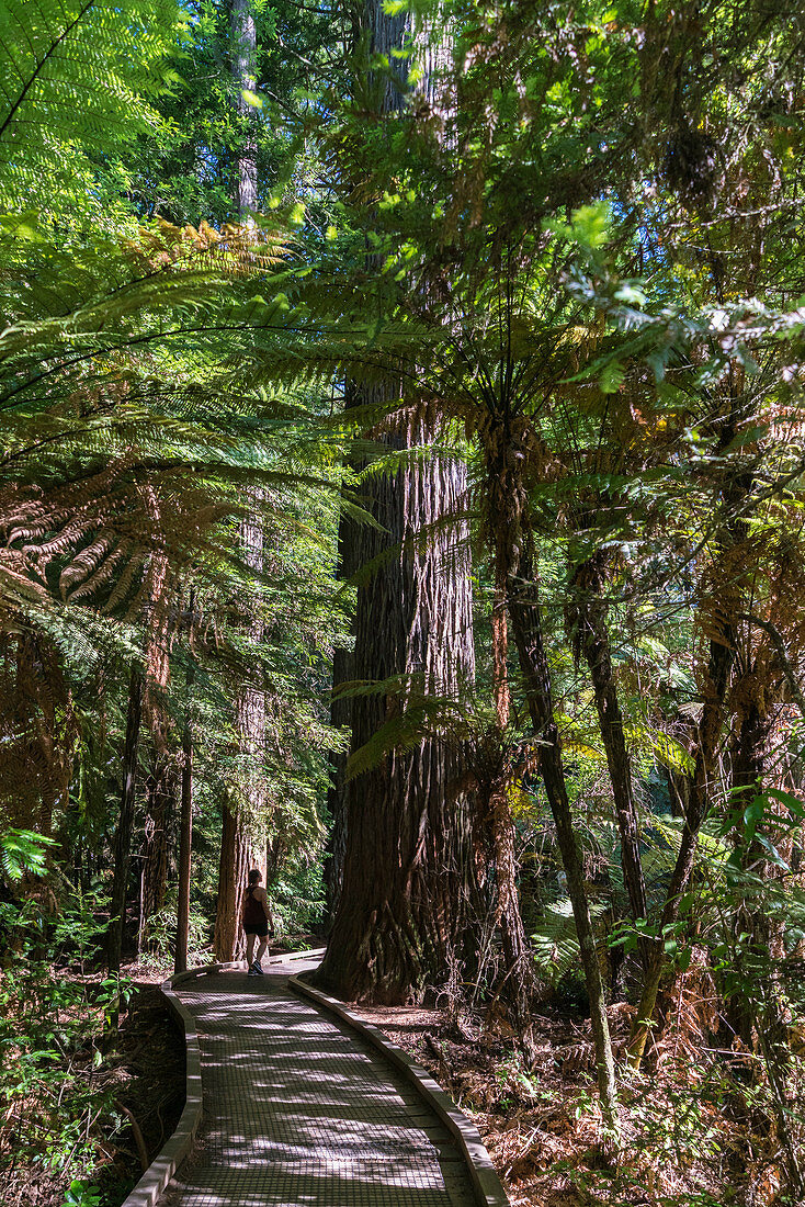 Whakarewarewa-Wald, Rotorua, Bay of plenty region, Nordinsel, Neuseeland