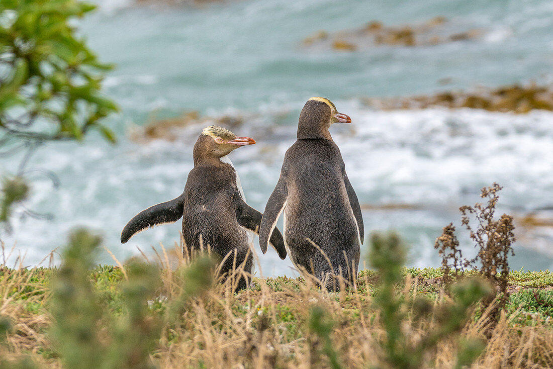 Gelbäugige Pinguine bei Katiki Point im Sommer. Moeraki-Halbinsel, Waitaki-Bezirk, Otago-Region, Südinsel, Neuseeland