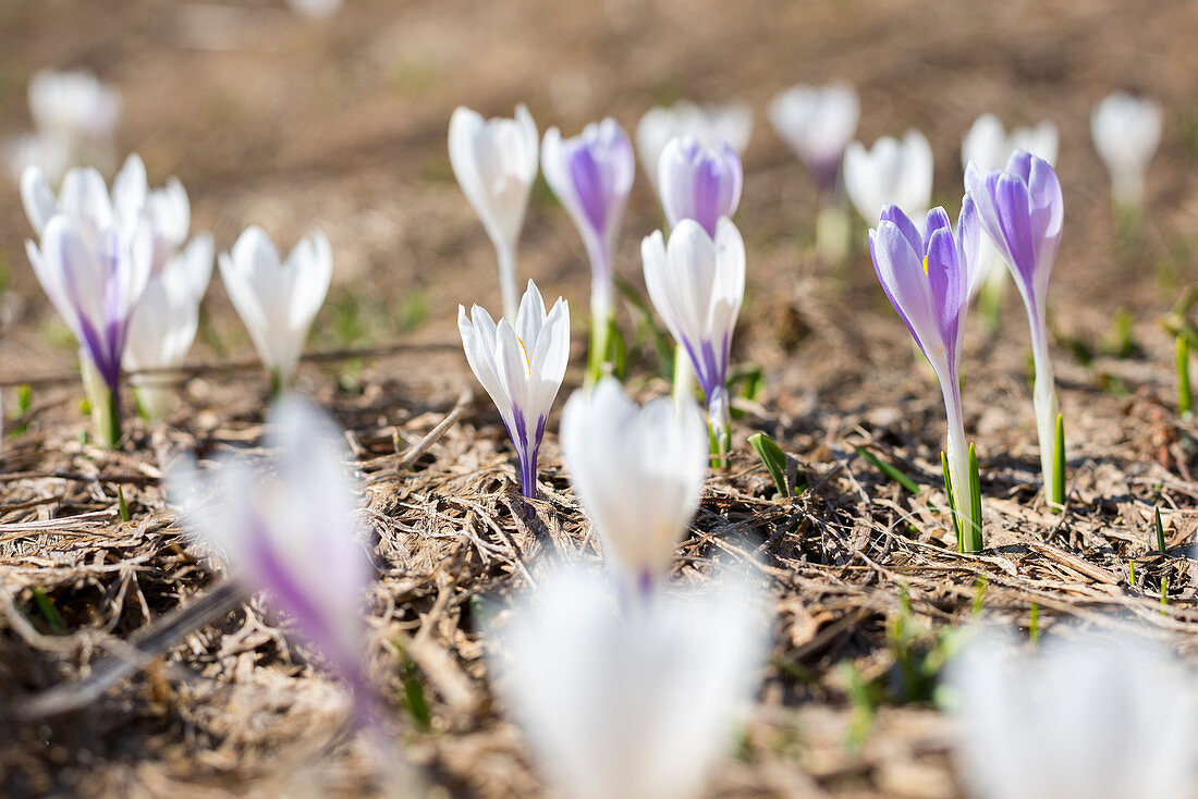 The crocus, Valmalenco, Lombardy, Italy, Europe