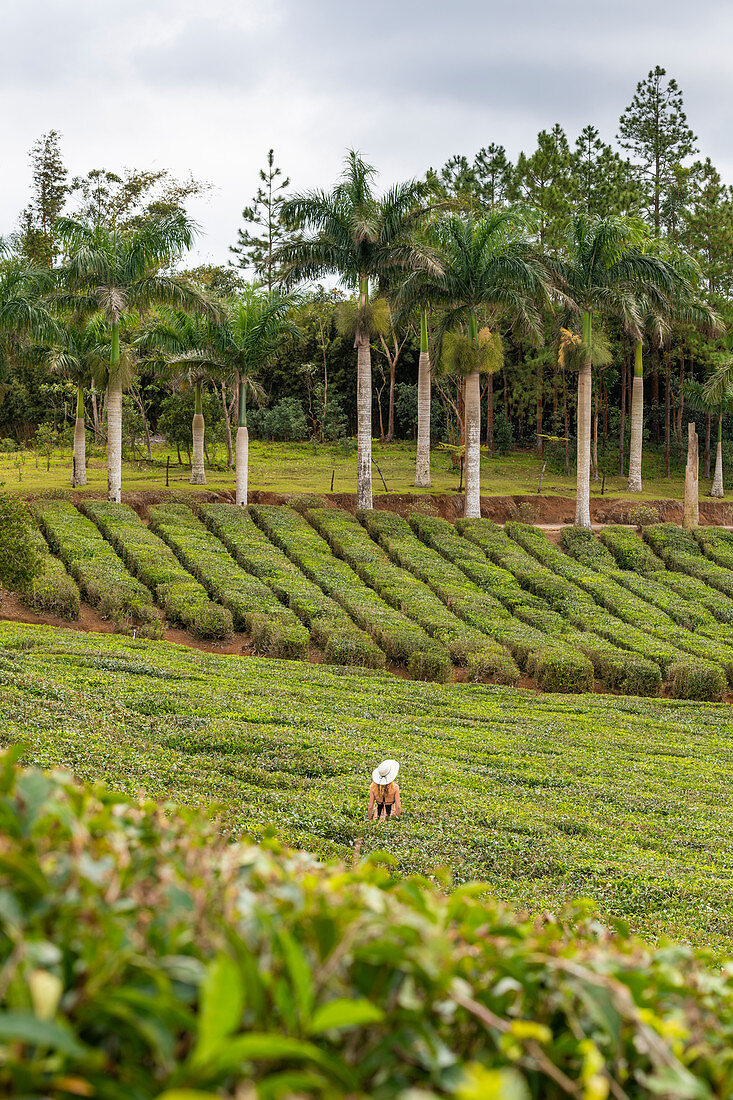 Die Teeplantagen der Teefabrik Bois Cheri. Bois Cheri, Savanne, Mauritius, Afrika