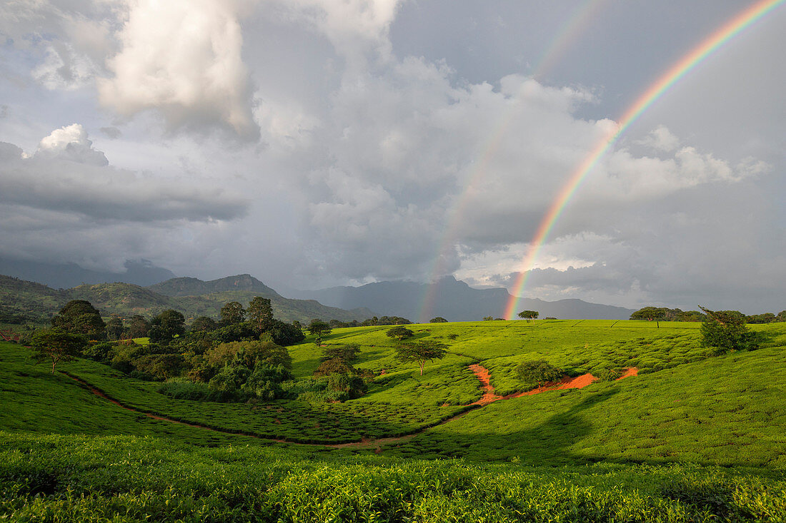 Africa, Malawi, Blantyre district, … – License image – 71303606 lookphotos