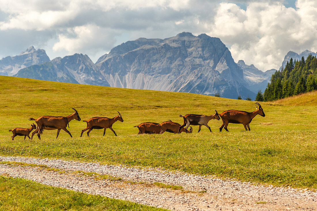 Ziegenherde überqueren das Nonstal, Brentagruppe, Provinz Cles, Trento, Trentino Alto Adige, Italien, Europa