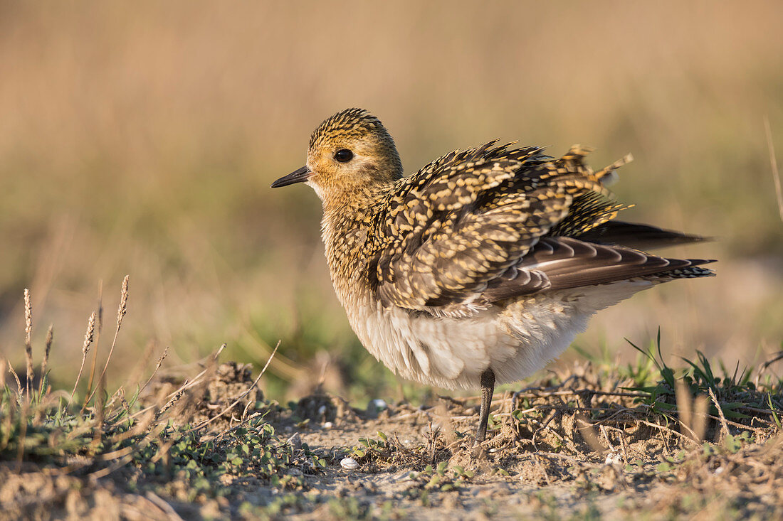 European gold plover during migration, Viareggio beach, Tuscany district, Italy, Europe