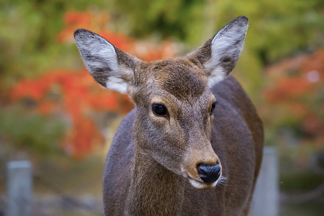 Japan, Nara, Deer in the Nara Park