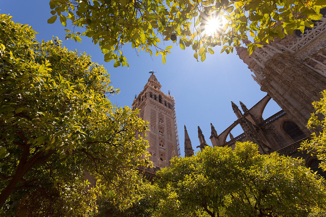 La Giralda bell tower and Seville Cathedral from orange court, Seville, province of Seville, Andalusia, Spain