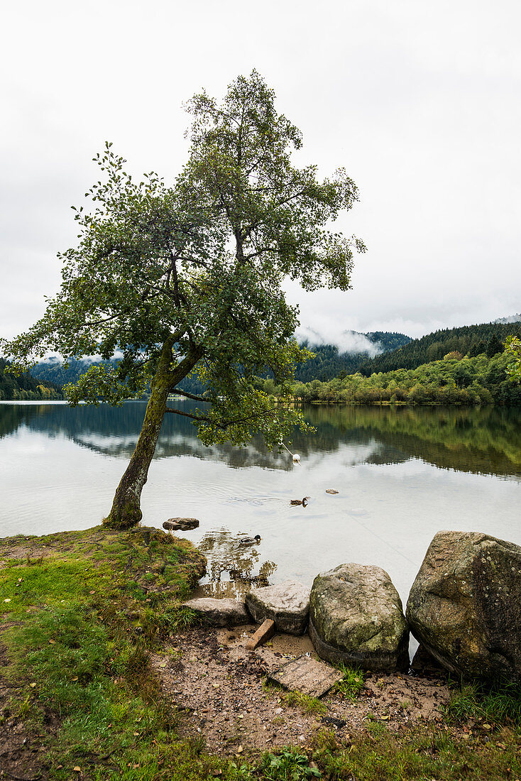 Lac Longemer, Xonrupt-Longemer, Haut-Rhin, Vosges, France