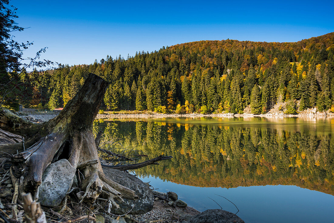 Wald, Bäume spiegeln sich im blauen Wasser im Herbst, Lac Vert, bei Soultzeren, Département Haut-Rhin, Vogesen, Frankreich