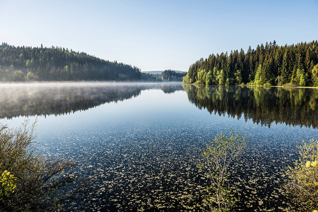 Morning mood with ground fog, Windgfällweiher, at Titisee, Black Forest, Baden-Wurttemberg, Germany