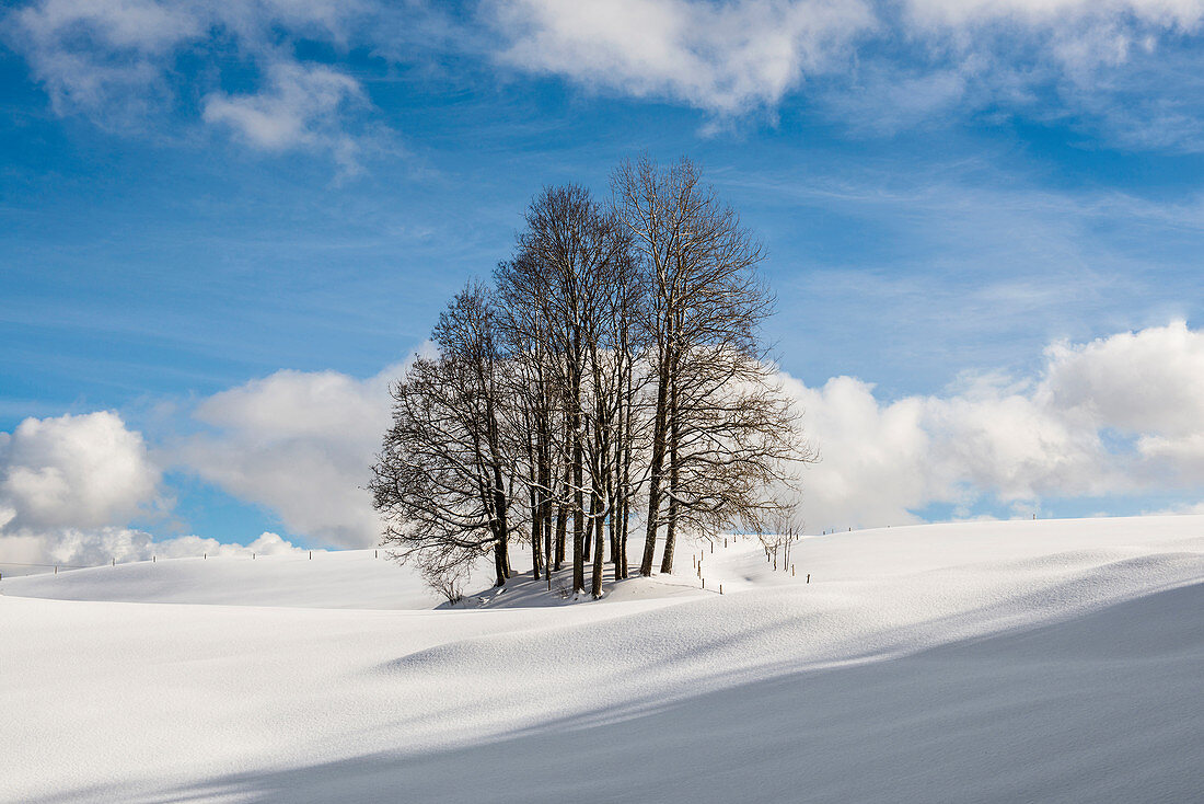 Snow-covered beech (Fagus) in winter, near Hinterzarten, Black Forest, Baden-Wurttemberg, Germany