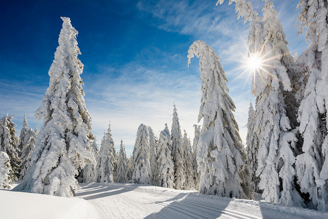 Schneebedeckte Fichten (Picea) und Langlaufspur im Winter, Feldberg, Todtnauberg, Schwarzwald, Baden-Württemberg, Deutschland