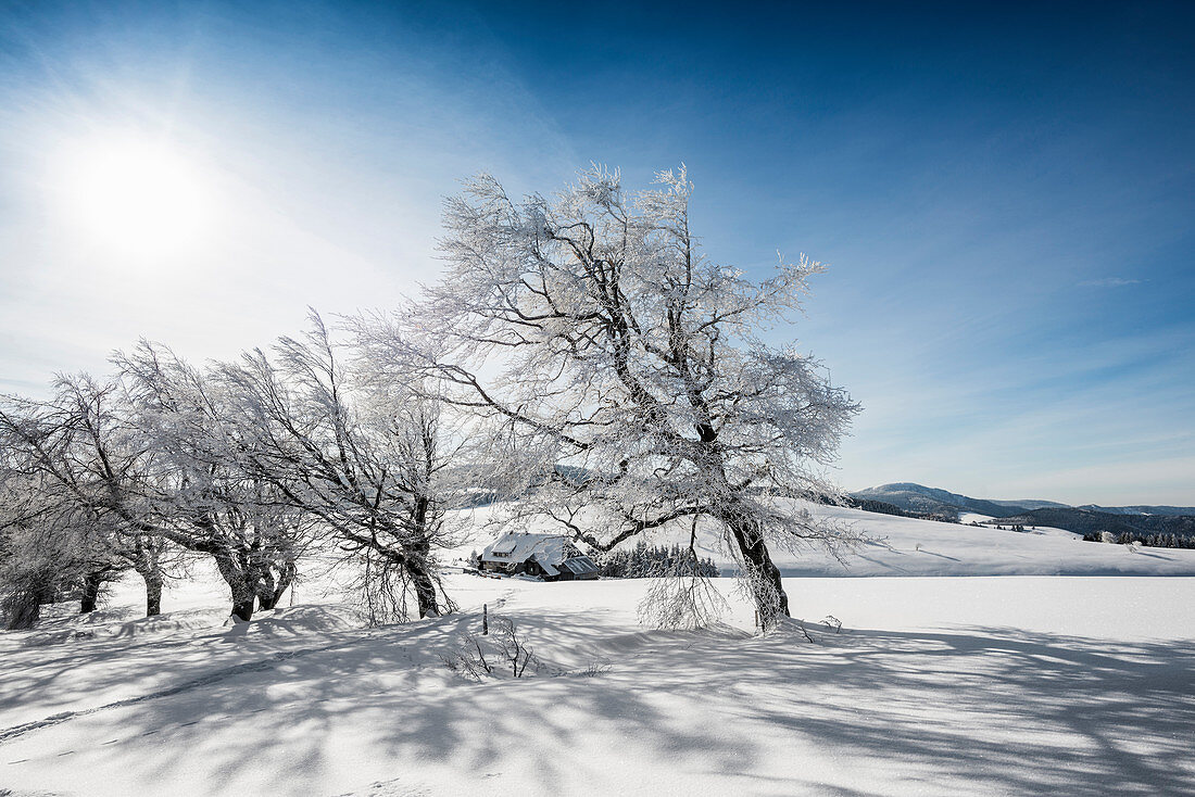 Snow-covered beeches (Fagus) in winter, Schauinsland, near Freiburg im Breisgau, Black Forest, Baden-Wurttemberg, Germany