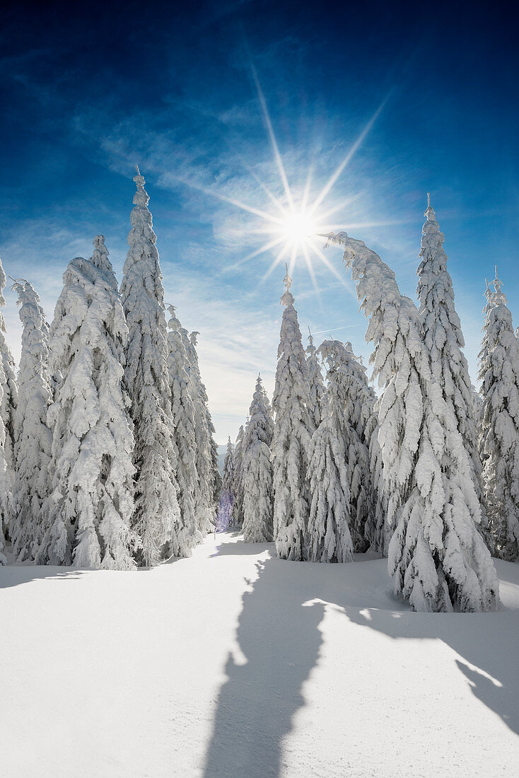 Snow-covered spruce trees (Picea) in winter, Feldberg, Todtnauberg, Black Forest, Baden-Wuerttemberg, Germany