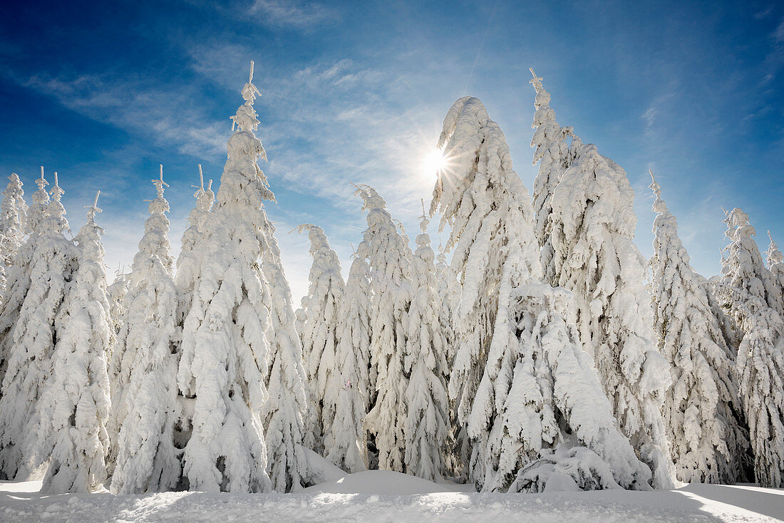 Snow-covered spruce trees (Picea) in winter, Feldberg, Todtnauberg, Black Forest, Baden-Wuerttemberg, Germany