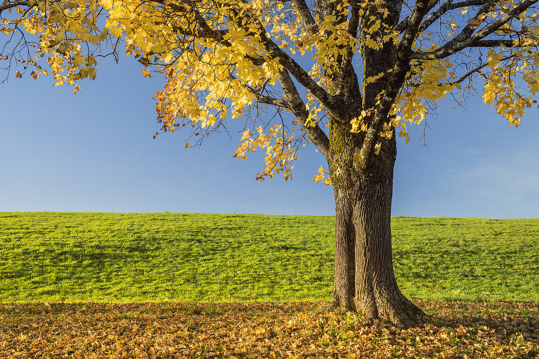 Maple in autumn, near Bad Tölz, Tölzer Land, Upper Bavaria, Bavaria