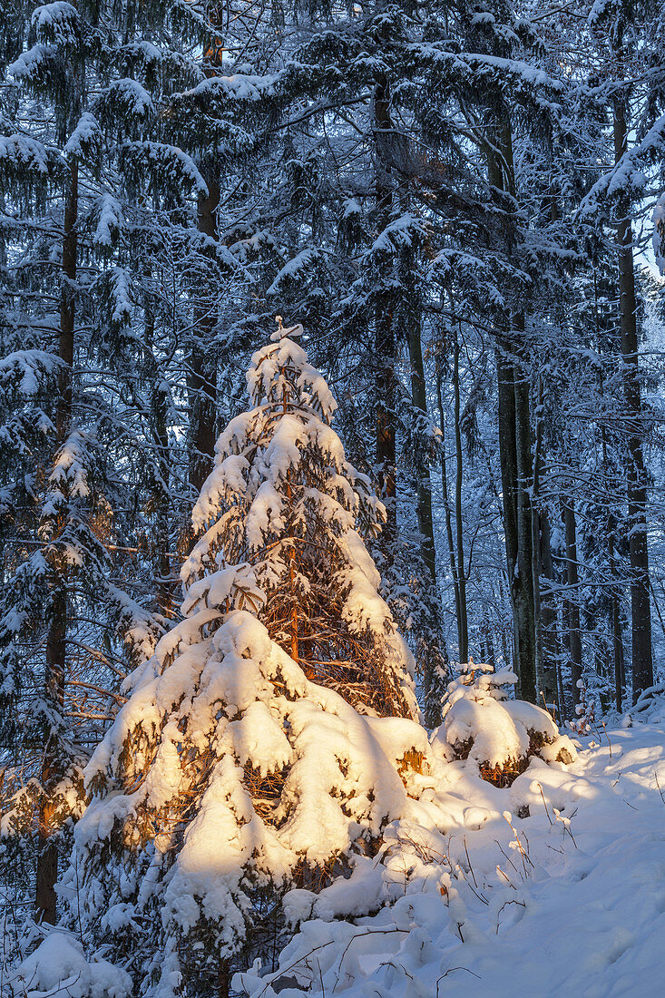 Tiefverschneiter Winterwald bei Bad Bayersoien, Oberbayern, Bayern, Deutschland
