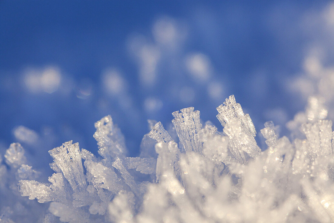 Schneekristall, Großweil, Oberbayern, Bayern, Deutschland, Europa