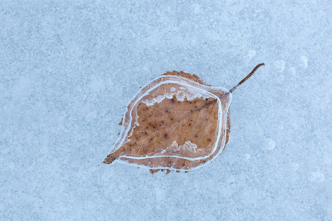 Leaf trapped in ice, Großweil, Upper Bavaria, Bavaria, Germany