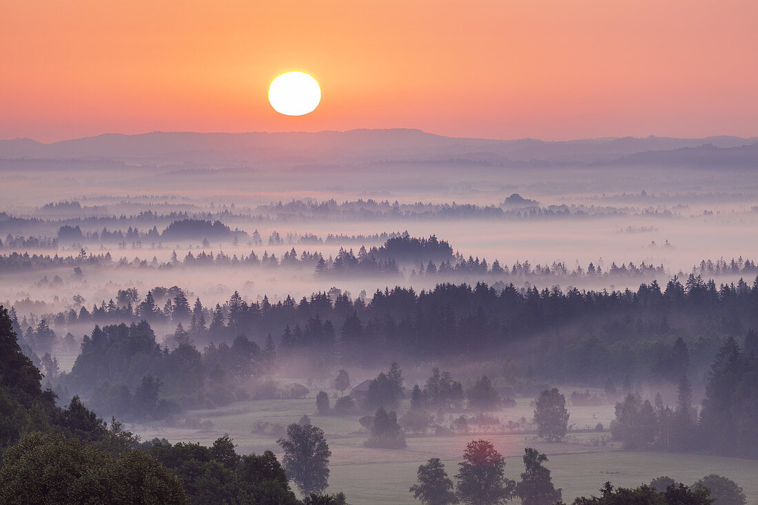 Mist to the sunrise over Kochelseemoos, Grossweil, Upper Bavaria, Bavaria, Germany